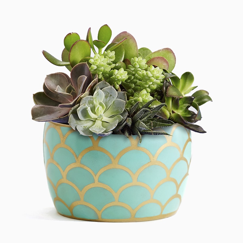 Convallis quam sit - obrazek 3