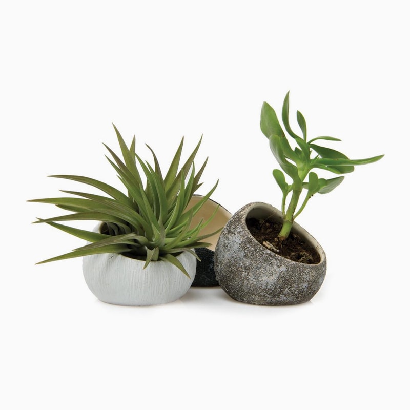 Commodo dolor - obrazek 4