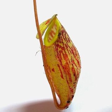 Nepenthes glabrata - dzbanek