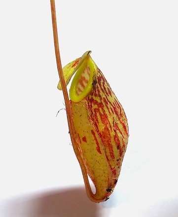 Nepenthes glabrata - dzbanek