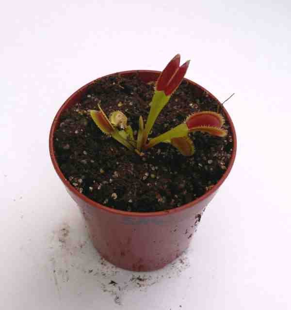 Dionaea muscipula 'Sawtooth' M - obrazek 4
