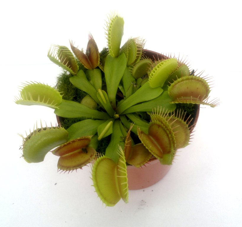 Dionaea muscipula 'Regular form' L - obrazek 2