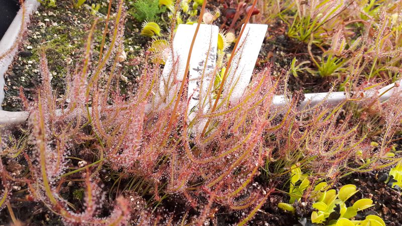 Drosera binata M - obrazek 3
