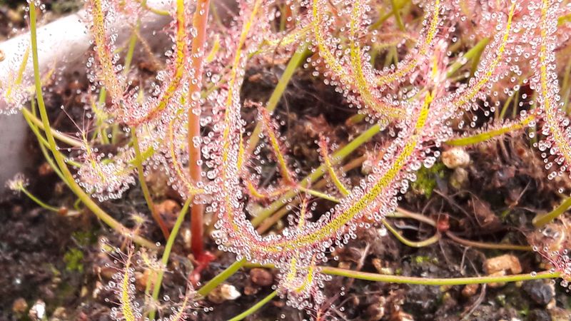 Drosera binata M - obrazek 2