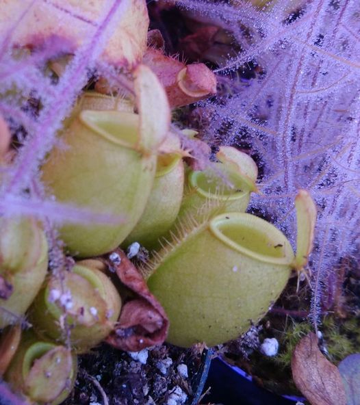 Nepenthes ampullaria 'Green' - obrazek 2