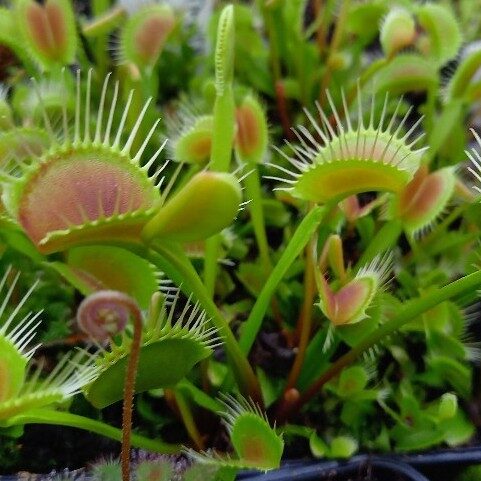 Dionaea muscipula Perfect Teeth - pułapki