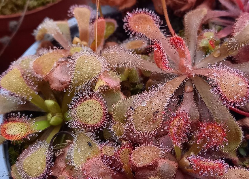Drosera venusta - obrazek 2