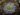 Pinguicula cyclosecta – look of adult plants
