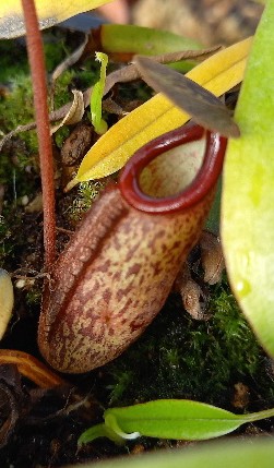 Nepenthes x macfarlanei - obrazek 3