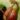 Nepenthes (rafflesiana x mirabilis) x Viking – dzbanek