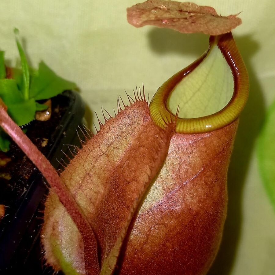 Nepenthes (rafflesiana x mirabilis) x Viking - dzbanek
