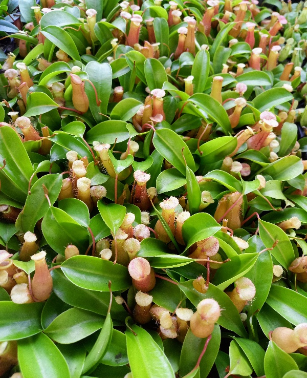 Nepenthes 'Ventrata' L - obrazek 5
