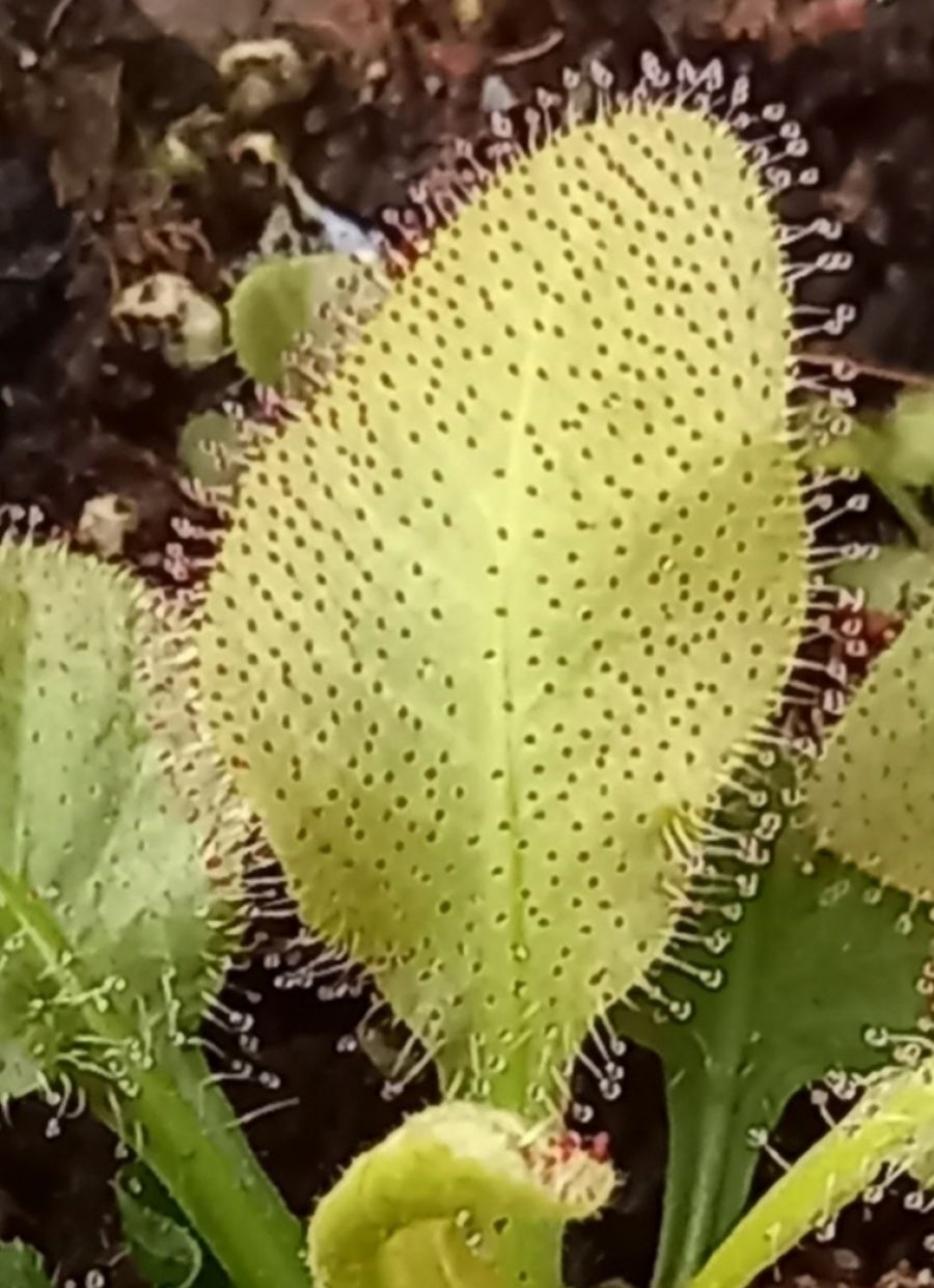Drosera 'Andromeda' - obrazek 2