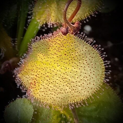 Drosera Andromeda - liście