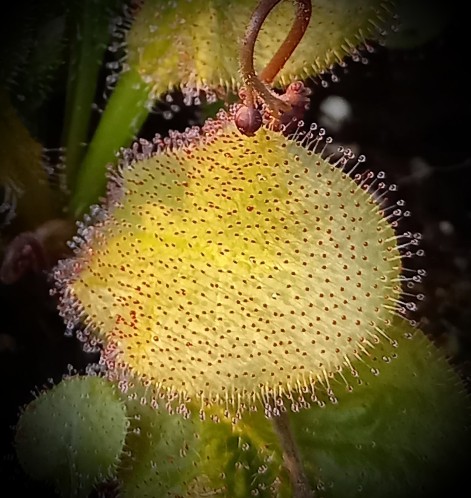 Drosera 'Andromeda'