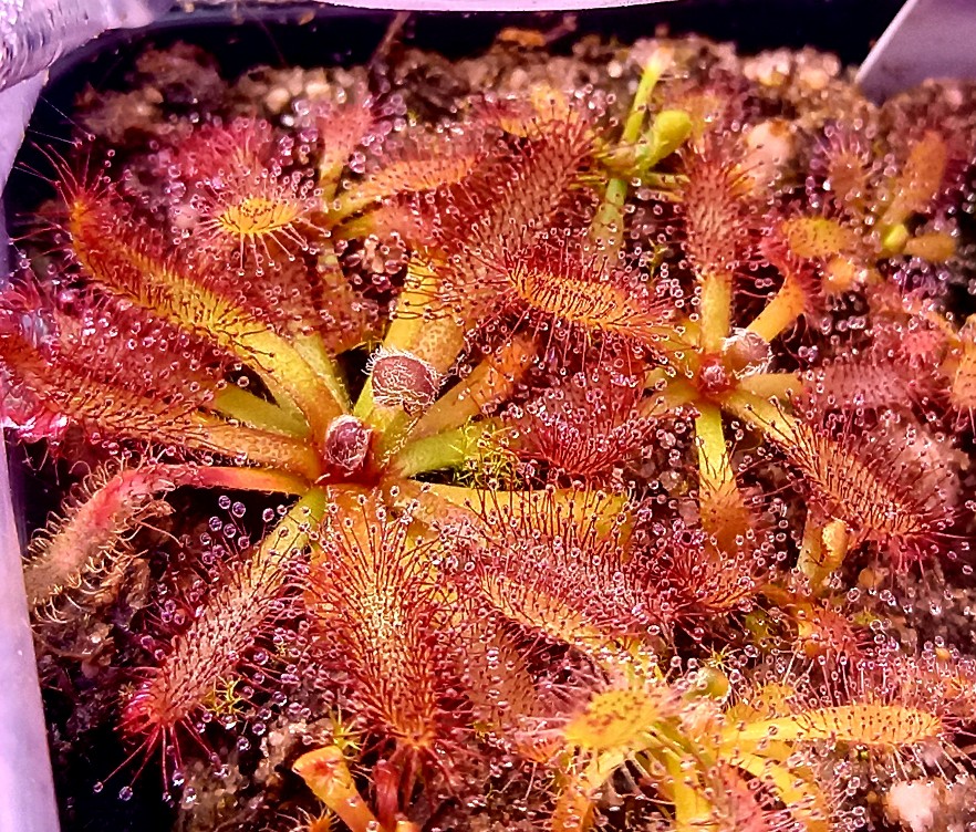 Drosera ascendens