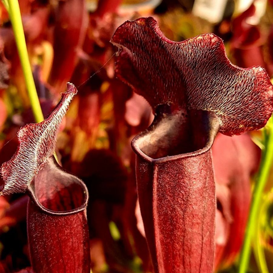 Sarracenia 'Thomas' - obrazek 6