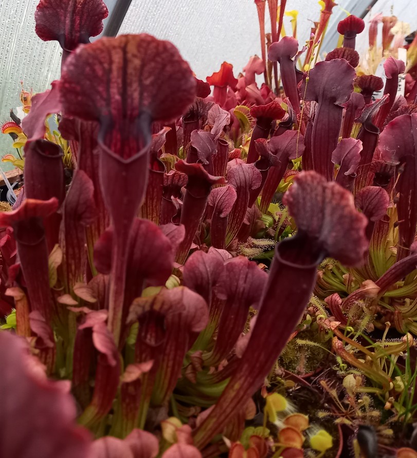 Sarracenia 'Thomas' - obrazek 5