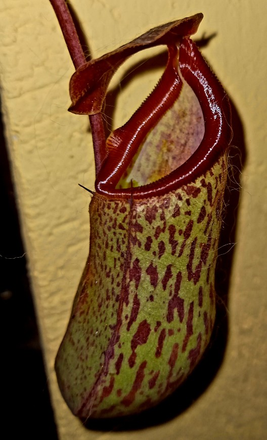 Nepenthes 'Sam' - obrazek 3