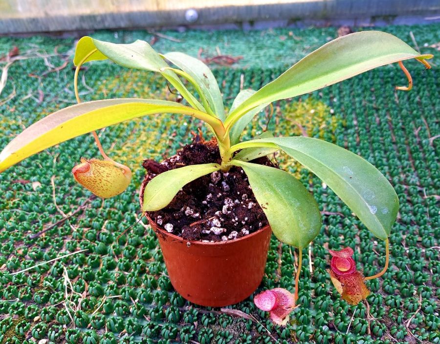 Nepenthes 'Sam' - obrazek 2