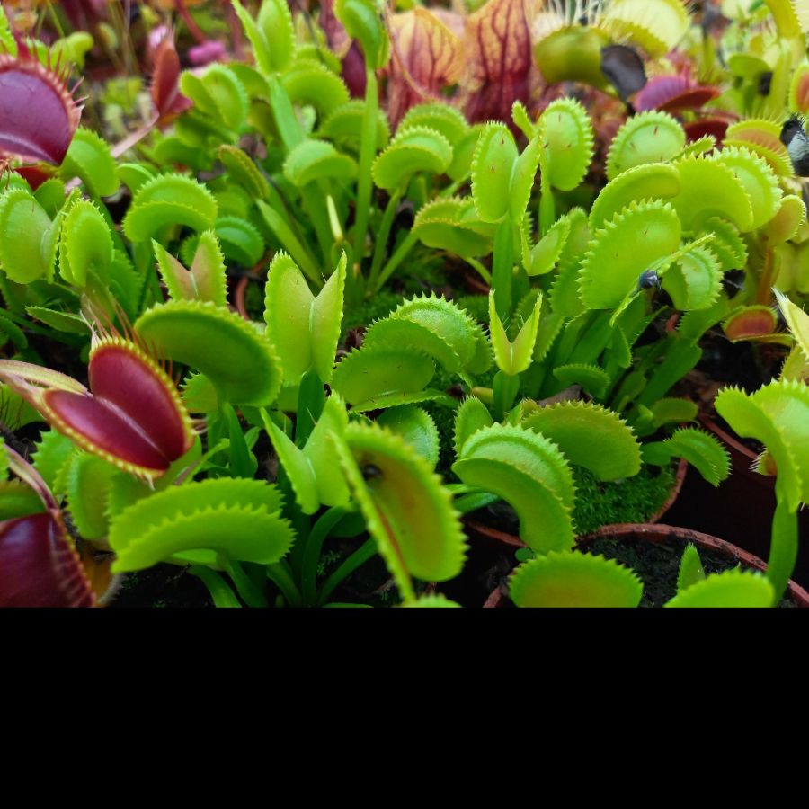 Dionaea muscipula 'Shark Teeth' - obrazek 8