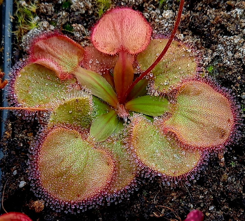 Drosera falconeri - obrazek 6