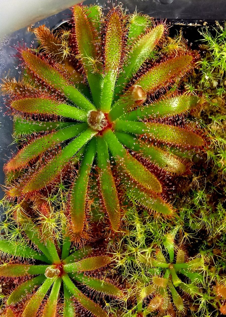 Drosera ascendens - obrazek 2