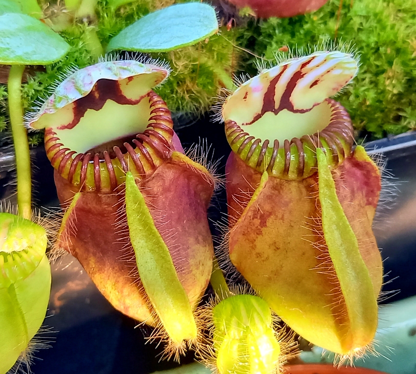 Cephalotus follicularis M - obrazek 3
