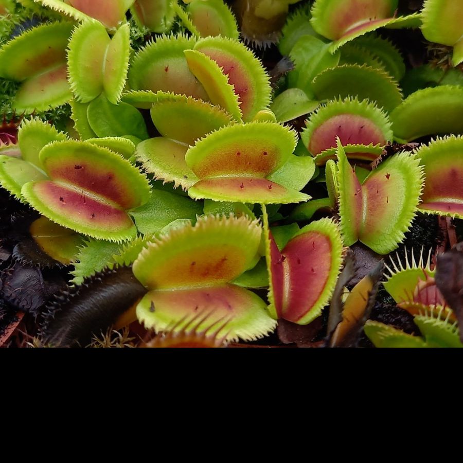 Dionaea muscipula 'Bristle Tooth' - obrazek 3