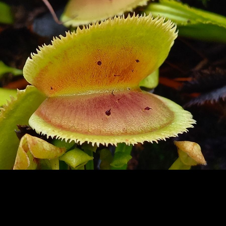 Dionaea muscipula 'Bristle Tooth'