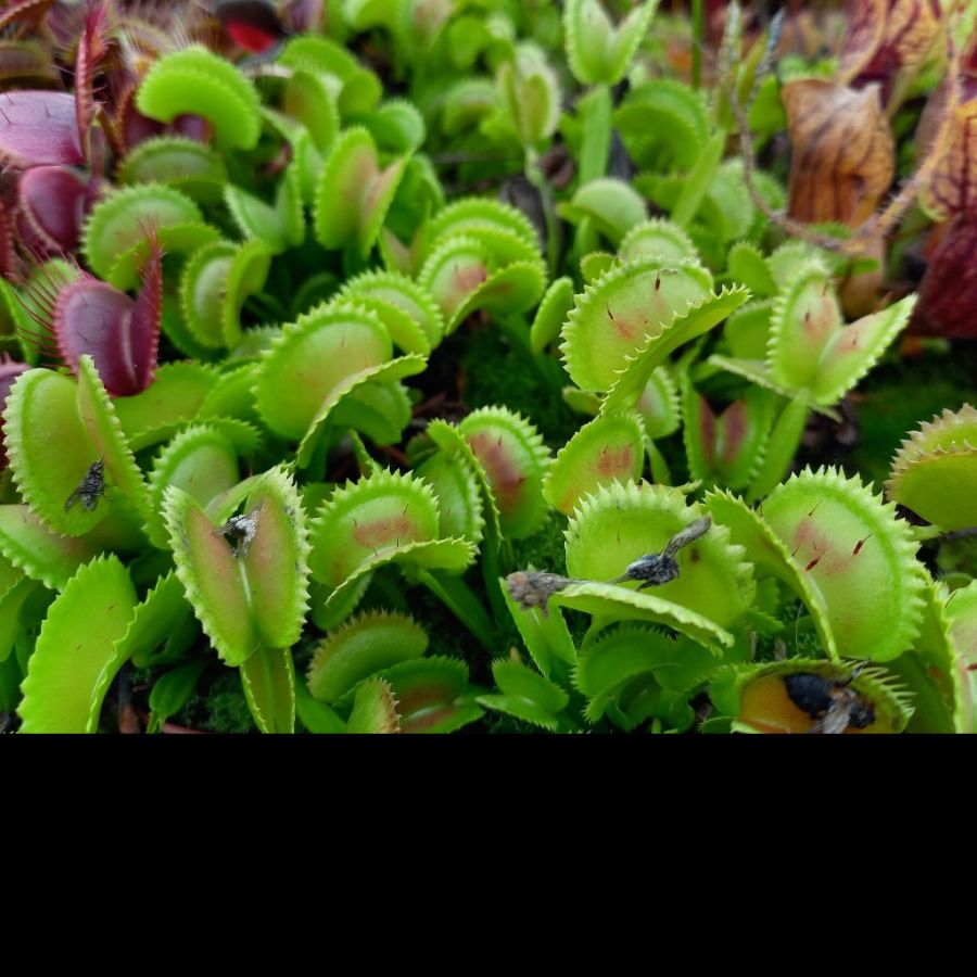 Dionaea muscipula 'Shark Teeth' - obrazek 9