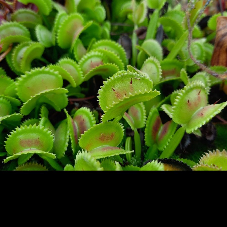 Dionaea muscipula 'Shark Teeth' - obrazek 10