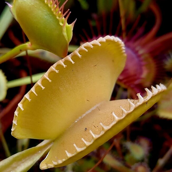 Dionaea muscipula Harmony - pułapka