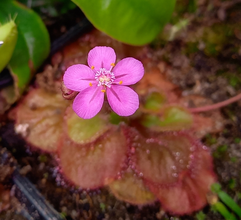 Drosera falconeri - obrazek 5