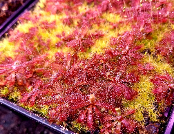 Drosera ascendens - obrazek 3
