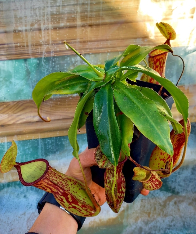 Nepenthes 'St Gaya' - obrazek 4