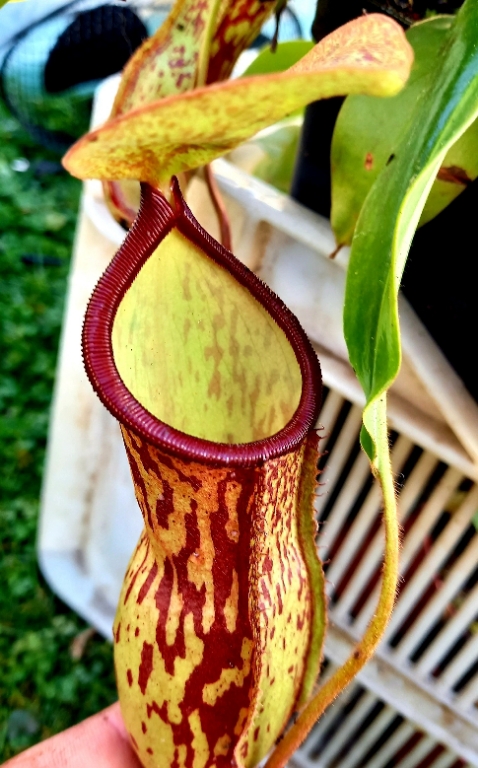 Nepenthes 'St Gaya' - obrazek 3