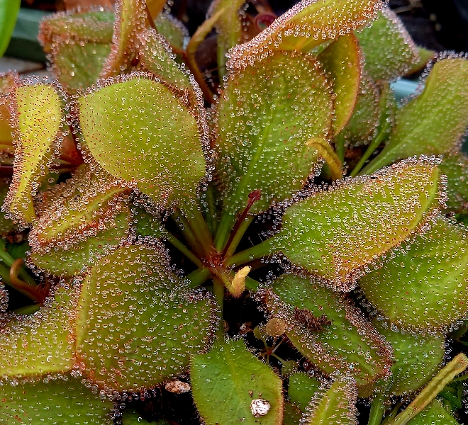 Drosera 'Andromeda' - obrazek 7