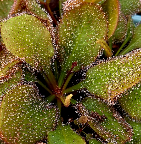 Drosera 'Andromeda' - obrazek 3
