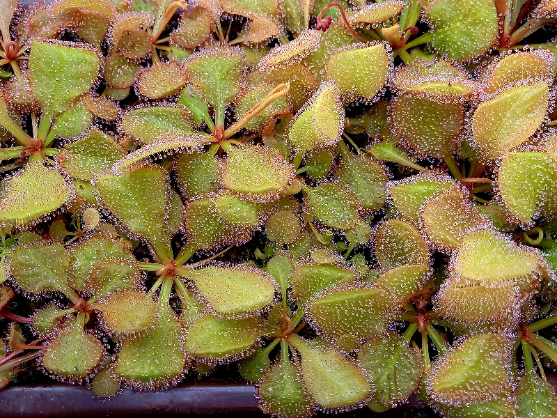 Drosera 'Andromeda' - obrazek 5