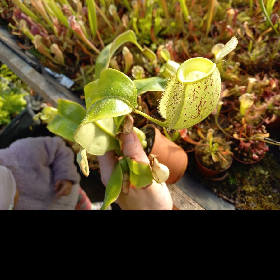 Nepenthes ampullaria ` Light Speckled` - obrazek 2