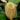 Nepenthes ampullaria Light Speckled – dzbanek