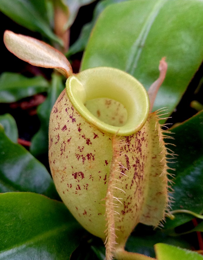 Nepenthes ampullaria ` Light Speckled`