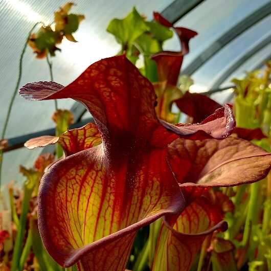 Sarracenia flava var atropurpurea F24A Mike King - pitchers