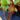 Nepenthes Gentle – dzbanek