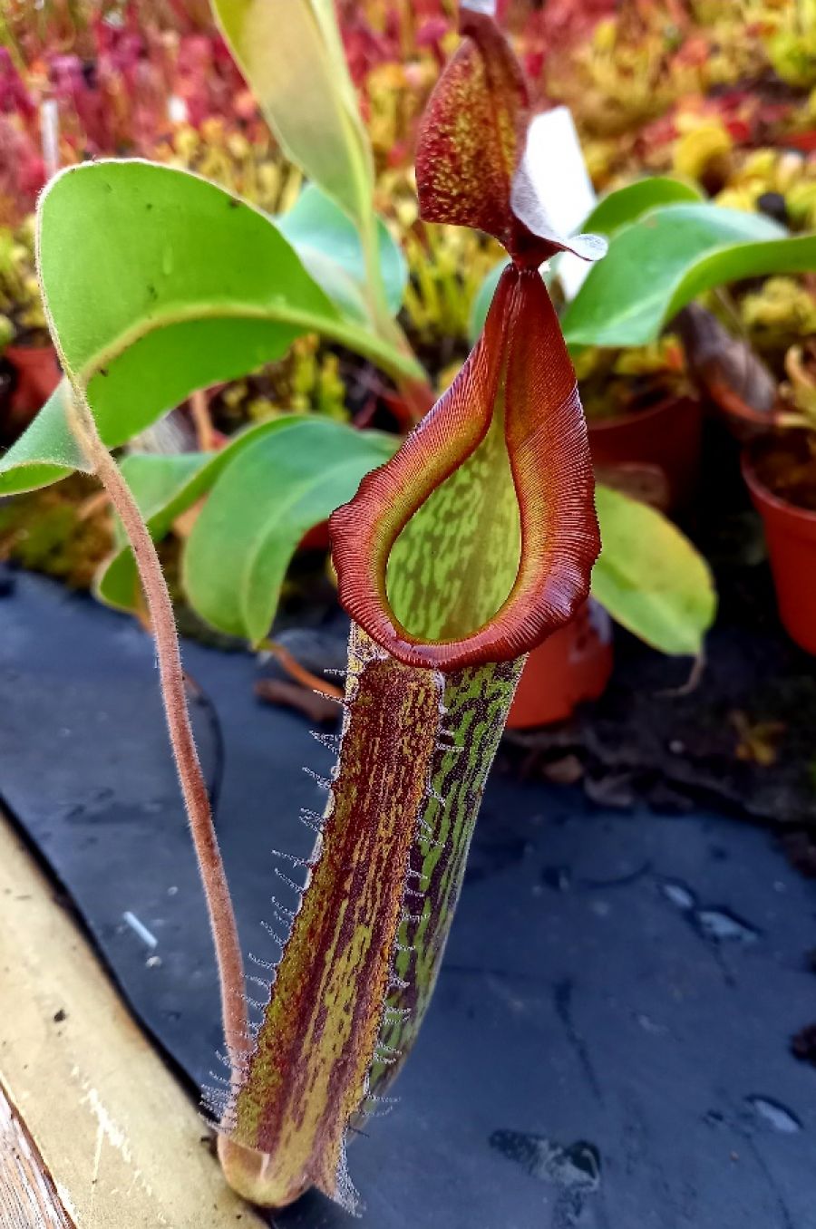 Nepenthes 'Gentle'