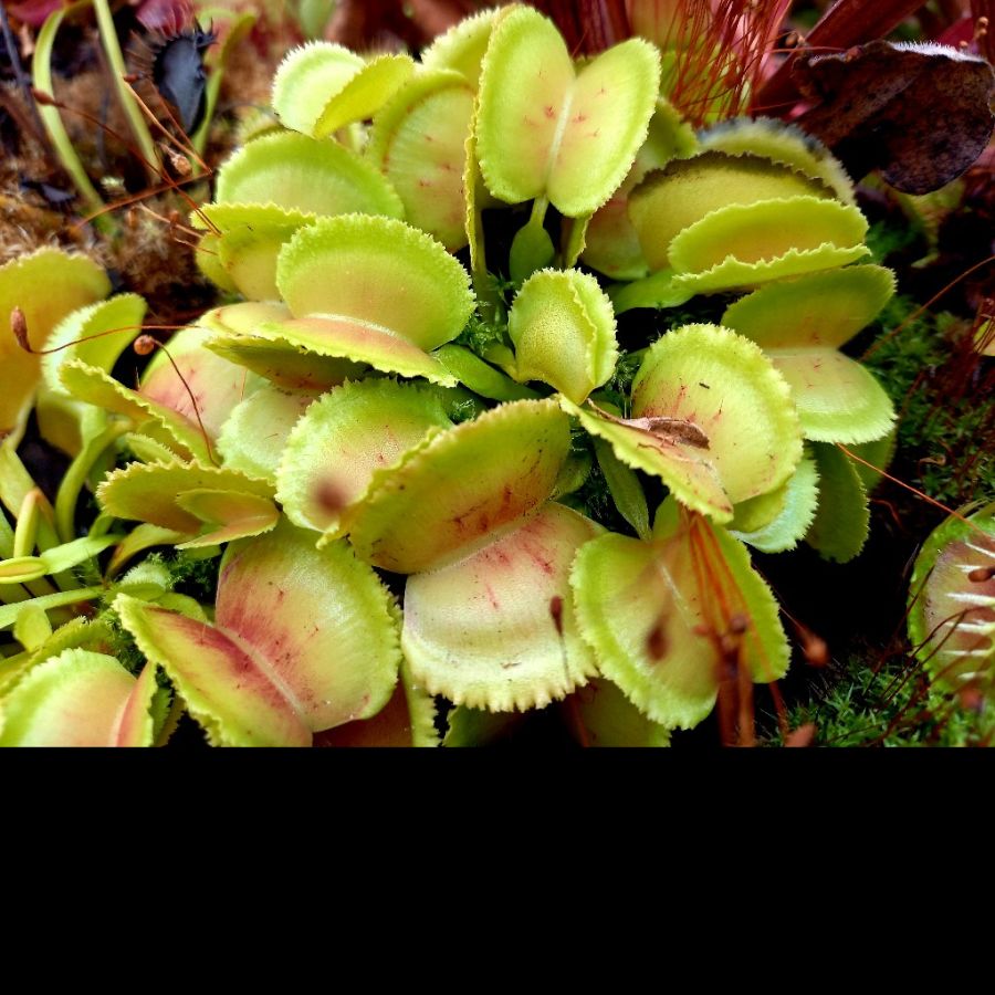 Dionaea muscipula 'Whale' - obrazek 3
