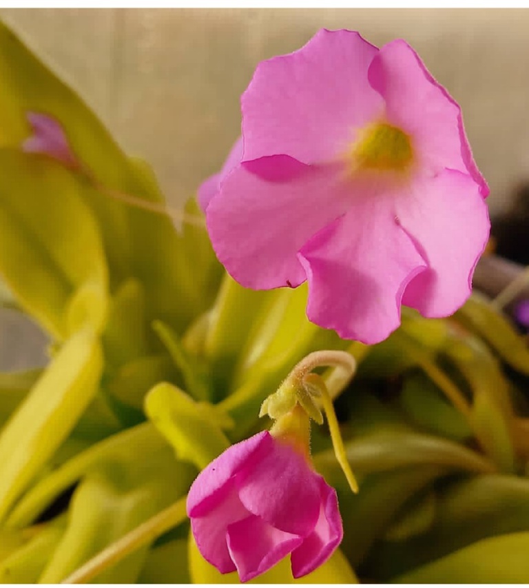 Pinguicula ' Apasionada ' L