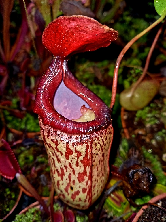 Nepenthes 'Sam'