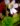 Pinguicula ibarrae Tlanchinol – adult flowering plant in a winter rosette